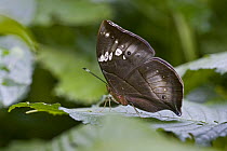 African Leaf (Kallima rumia) butterfly, Atewa Range, Ghana