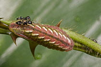 Ant (Crematogaster sp) pair investigating a caterpillar, Atewa Range, Ghana