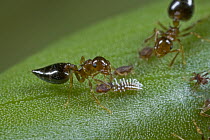 Ant (Crematogaster sp) group tending aphids, Atewa Range, Ghana