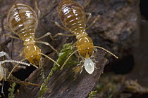 Termite worker carrying young nymph, Atewa Range, Ghana