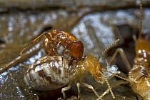 Safari Ant (Dorylus sp) attacking termites, Atewa Range, Ghana