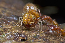 Safari Ant (Dorylus sp) group attacking termite, Atewa Range, Ghana