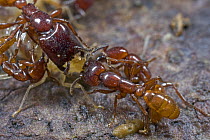 Safari Ant (Dorylus sp) group attacking a colony of termites, Atewa Range, Ghana