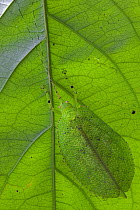Katydid (Mustius afzelii) camouflaged on leaf, Atewa Range, Ghana