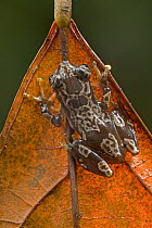 Nigeria Banana Frog (Afrixalus nigeriensis), Atewa Range, Ghana