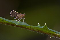 Leafhopper, Atewa Range, Ghana