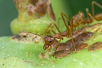 Weaver Ant (Oecophylla longinoda) tending scale insects on mango, Rio Kapatchez, Guinea