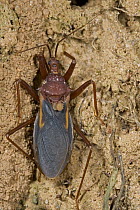 Assassin Bug (Reduviidae) with phoretic pseudoscorpions on its back, Rio Kapatchez, Guinea