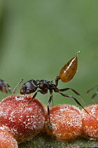Ant (Crematogaster sp) tending scale insects, Rio Kapatchez, Guinea