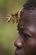 Mole Cricket (Gryllotalpa sp) group used as bait for fishing, lodged in boy's hair, Rio Kapatchez, Guinea