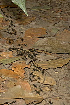 Matabele Ant (Pachycondyla analis) raiding termite colony and carrying prey, Rio Kapatchez, Guinea