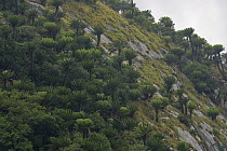 Modjadji Cycad (Encephalartos transvenosus) forest covering valley slopes, Modjadji Cycad Reserve, South Africa