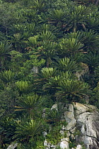Modjadji Cycad (Encephalartos transvenosus) forest covering valley slopes, Modjadji Cycad Reserve, South Africa