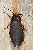Giant Cockroach (Oxyhaloa deusta), Modjadji Cycad Reserve, South Africa