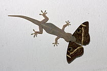 Moreau's Tropical House Gecko (Hemidactylus mabouia) catching moth, Mkambati Nature Reserve, South Africa. Sequence 1 of 3