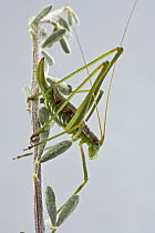 Katydid, a newly discovered, yet unnamed species from fynbos habitat, Clanwilliam, Western Cape, South Africa