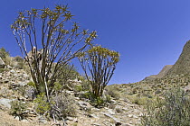Quiver Tree (Aloe ramosissima) pair, Richtersveld, Northern Cape, South Africa