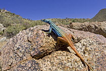 Cape Flat Lizard (Platysaurus capensis) in succulent karoo habitat, sunning on rock, Richtersveld, Northern Cape, South Africa