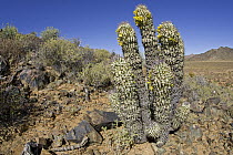 Alston's Hoodia (Hoodia alstonii) in succulent karoo habitat, Richtersveld, Northern Cape, South Africa