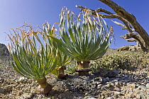 Geophyte plant in succulent karoo habitat, Richtersveld, Northern Cape, South Africa