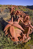 Pearson's Aloe (Aloe pearsonii) in succulent karoo habitat, Richtersveld, Northern Cape, South Africa
