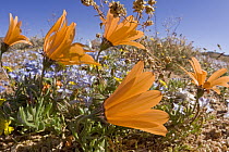 Flowers in succulent karoo habitat, Goegap Nature Reserve, South Africa