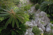 Sago Cycad (Cycas revoluta) plants on karst rock formations, Hedo, Okinawa, Japan