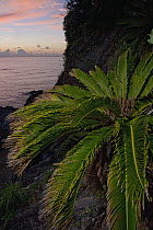 Sago Cycad (Cycas revoluta) on karst rock formations, Hedo, Okinawa, Japan