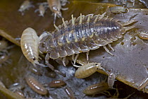 Isopod crustacean feeding on amphipods, Betty's Bay, Western Cape, South Africa