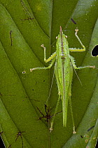 Katydid (Copiphora sp) camouflaged on green leaf, Brownsberg Reserve, Surinam