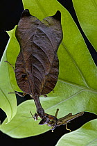 Mantid (Acanthops falcataria) male feeding on grasshopper, Brownsberg Nature Park, Surinam