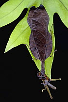 Mantid (Acanthops sp) with prey, Brownsberg Reserve, Surinam