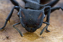 Ant (Cephalotes sp) close up, Brownsberg Reserve, Surinam