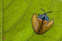 Leaf Beetle (Chrysomelidae) on leaf in rainforest, Paramaribo, Surinam