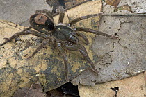 Tarantula (Theraphosidae) camouflaged on leaf litter, Brownsberg Reserve, Surinam