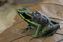 Three-striped Poison Dart Frog (Ameerega trivittata) male carrying tadpoles, Brownsberg Reserve, Surinam