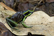Three-striped Poison Dart Frog (Ameerega trivittata) male carrying tadpoles, Brownsberg Reserve, Surinam