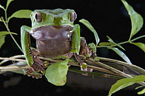 Giant Monkey Frog (Phyllomedusa bicolor) portrait, Brownsberg Reserve, Surinam