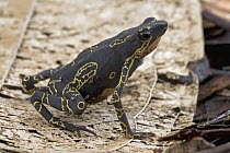 Central Coast Stubfoot Toad (Atelopus franciscus), Brownsberg Reserve, Surinam