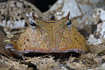 Amazon Horned Frog (Ceratophrys cornuta), Brownsberg Nature Park, Surinam