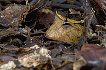 Amazon Horned Frog (Ceratophrys cornuta) hiding in leaf litter, Brownsberg Reserve, Surinam