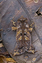 Crested Forest Toad (Bufo margaritifer) camouflaged against brown leaf, Brownsberg Reserve, Surinam