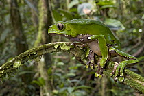 Giant Monkey Frog (Phyllomedusa bicolor), Brownsberg Reserve, Surinam