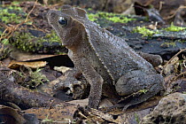 Crested Forest Toad (Bufo margaritifer) camouflaged in leaf litter, Brownsberg Reserve, Surinam