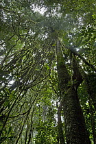 Looking up into rainforest canopy through lianas, Brownsberg Reserve, Surinam