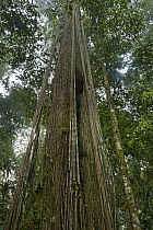 Looking up into rainforest canopy, Brownsberg Reserve, Surinam