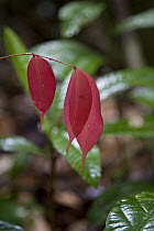 Pink leaves - young leaves of many rainforest plants lack chlorophyl during early stages of their development, Brownsberg Reserve, Surinam