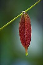 Pink leaf - young leaves of many rainforest plants lack chlorophyl during early stages of their development, Brownsberg Reserve, Surinam