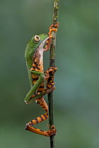 Tiger-striped Leaf Frog (Phyllomedusa tomopterna) climing twig, Brownsberg Reserve, Surinam