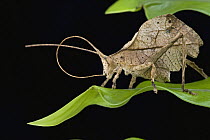 Katydid (Tettigoniidae) cleaning antenna, Brownsberg Reserve, Surinam